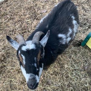 Meet your Posher, Carla